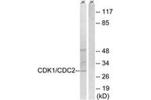 Western Blotting (WB) image for anti-Cyclin-Dependent Kinase 2 (CDK2) (AA 1-50) antibody (ABIN2888654) (CDK2 抗体  (AA 1-50))