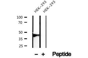 Western blot analysis of extracts of HEK-293 cells, using Podoplanin antibody. (Podoplanin 抗体  (N-Term))