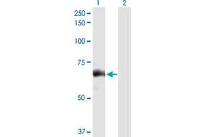 Western Blot analysis of SLC27A5 expression in transfected 293T cell line by SLC27A5 MaxPab polyclonal antibody. (SLC27A5 抗体  (AA 1-690))