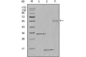 Western Blot showing Ki67 antibody used against truncated Trx-Ki67 recombinant protein (1),truncated Ki67 (aa3118-3256)-His recombinant protein (2) and truncated Ki67 (aa3118-3256)-hIgGFc transfected CHO-K1 cell lysate (3). (Ki-67 抗体  (AA 3118-3256))