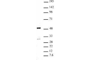 Ets-1 pAb tested by Western blot. (ETS1 抗体  (C-Term))