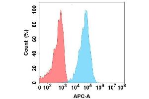 Flow cytometry analysis with Anti-CA on Expi293 cells transfected with human CA (Blue histogram) or Expi293 transfected with irrelevant protein (Red histogram). (CLEC9A 抗体)