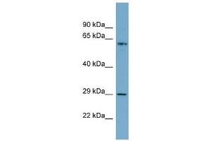 BATF2 antibody used at 0. (BATF2 抗体  (N-Term))