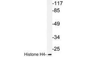 Western blot analysis of Histone H4 antibody in extracts from COS7 cells. (Histone H4 抗体)