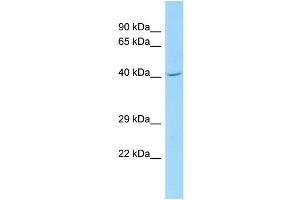 WB Suggested Anti-CDC42EP1 Antibody Titration: 1. (CDC42EP1 抗体  (N-Term))