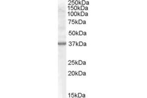 Western Blotting (WB) image for anti-Renalase, FAD-Dependent Amine Oxidase (RNLS) (AA 134-147) antibody (ABIN290149) (RNLS 抗体  (AA 134-147))