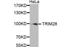 Western Blotting (WB) image for anti-Tripartite Motif Containing 28 (TRIM28) (AA 576-835) antibody (ABIN6219466) (KAP1 抗体  (AA 576-835))