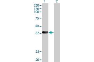 Western Blot analysis of CREB1 expression in transfected 293T cell line by CREB1 monoclonal antibody (M08), clone 2B2. (CREB1 抗体  (AA 14-101))